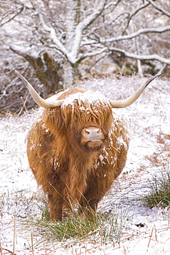 A Highland cow in Glen Nevis in the snow in Scotland, United Kingdom, Europe