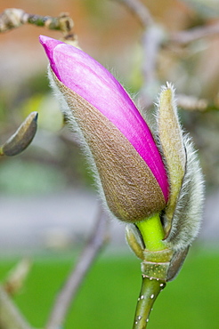 A magnolia flower bud, United Kingdom, Europe