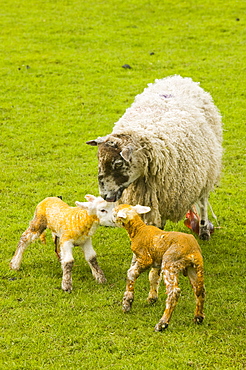 A new born lamb and mother, Yorkshire Dales National Park, Yorkshire, England, United Kingdom, Europe