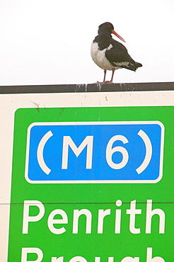 An oystercatcher using a motorway sign as a perch, Cumbria, England, United Kingdom, Europe