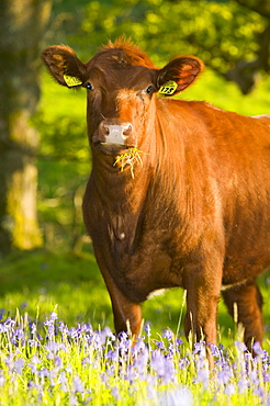 Cows in bluebells in spring near Ambleside, Lake District, Cumbria, England, United Kingdom, Europe