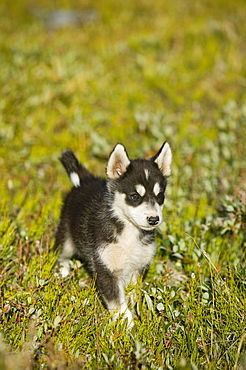 Inuit sled dog husky puppy in Ilulissat on Greenland, Polar Regions