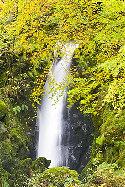 Stock Ghyll waterfall and surrounding woodland in autumn colours in Ambleside, Lake District National Park, Cumbria, England, United Kingdom, Europe