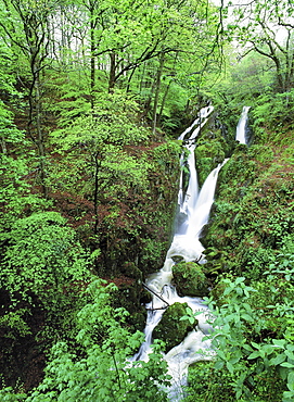 Stock Ghyll waterfall and surrounding woodland in spring, Ambleside, Lake District National Park, Cumbria, England, United Kingdom, Europe