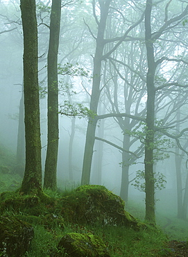 Misty woodland near Ambleside, Lake District National Park, Cumbria, England, United Kingdom, Europe