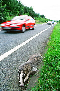 A badger killed on the road near Keswick, Cumbria, England, United Kingdom, Europe