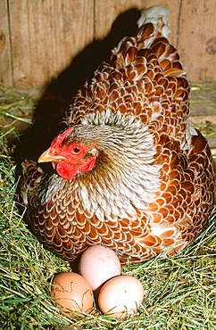 A free range chicken and eggs in an animal sanctuary near Alston, United Kingdom, Europe