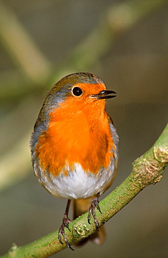 A European robin, United Kingdom, Europe