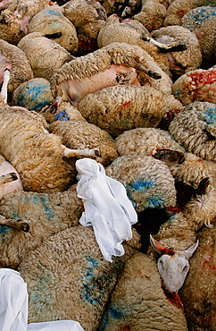 Sheep infected with foot and mouth disease culled in North Cumbria, England, United Kingdom, Europe