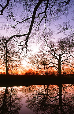 Trees reflected in a pond at sunset, Lancashire, England, United Kingdom, Europe