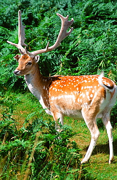 Fallow deer in Bradgate Park near Leicester. Leicestershire, England, United Kingdom, Europe