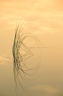 Grass reed relfections in Lilly Tarn in the Lake District, Cumbria, England, United Kingdom, Europe