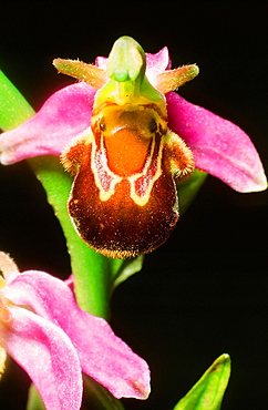 A bee orchid, Yorkshire Dales, Yorkshire, England, United Kingdom, Europe