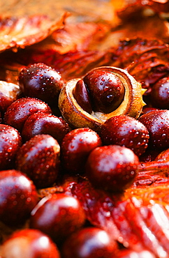 Conkers (horse chestnuts) in autumn