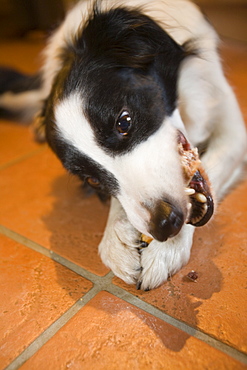 A border collie dog chewing a bone