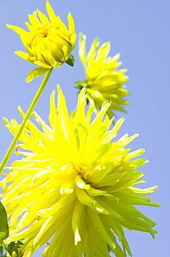 Yellow dahlia flowers, England, United Kingdom, Europe