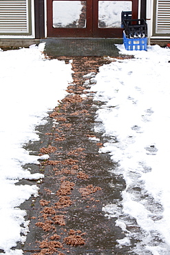 A school path with salt on in the snow in Amblesdie, Cumbria, England, United Kingdom, Europe