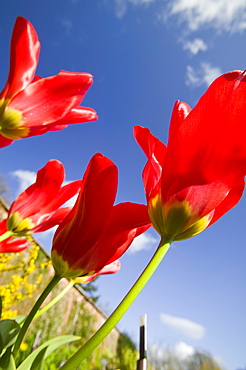 Tulips in Holehird Gardens, Windermere, Cumbria, England, United Kingdom, Europe