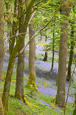 Bluebell woodland near Coniston, Lake District, Cumbria, England, United Kingdom, Europe