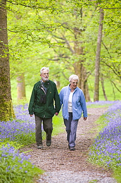 An elderly couple walking through a bluebell wood on the shores of Coniston Water, Lake District, Cumbria, England, United Kingdom, Europe