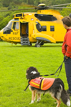 An RAF Sea King Helicopter and search dog and handler, Lake District, Cumbria, England, United Kingdom, Europe