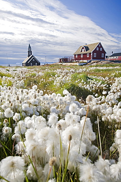 Cotton grass in front of a church in Ilulissat on Greenland, Polar Regions