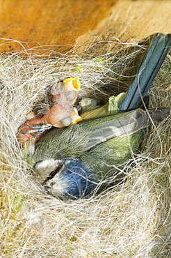 Newly hatched blue tit chicks and adult in a nestbox