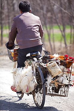 A Chinese peasant famer on a bike with live chickens tied to the side, China, Asia