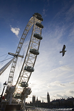 The London Eye on the Thames South Bank UK with a black headed gull flying past, London, England, United Kingdom, Europe