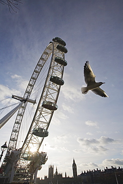 The London Eye on the Thames South Bank UK with a black headed gull flying past, London, England, United Kingdom, Europe