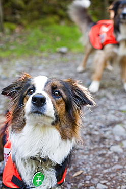 Accredited Search dogs used by handlers of the Search and Rescue Dog Association, United Kingdom, Europe