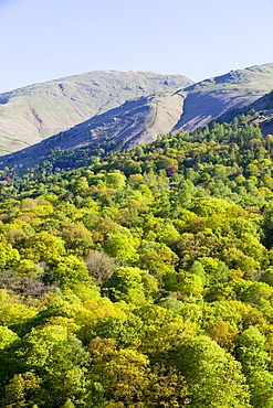 Woodland on the slopes of Fairfield from Loughrigg Terrace in the Lake District National Park, Cumbria, England, United Kingdom, Europe