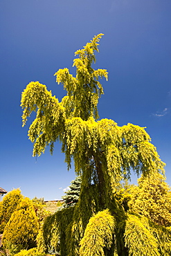 A specimen conifer tree in a garden, Cornwall, England, United Kingdom, Europe