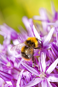 Bumblebee feeding on garden plants, United Kingdom, Europe