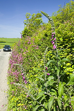 Wildflowers growing on a country lane in Devon, England, United Kingdom, Europe