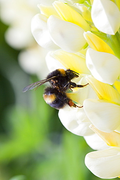 Bumblebee feeding on garden plants, United Kingdom, Europe