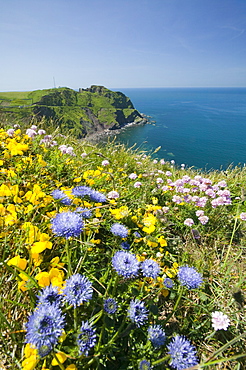 Wildflowers near Hartland Point in Devon, England, United Kingdom, Europe