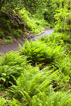 Ferns in damp woodland near Lynton in north Devon, England, United Kingdom, Europe