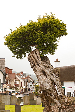 An ancient Yew tree in a churchyard in Porlock, Somerset, England, United Kingdom, Europe