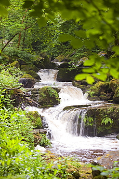 The Glen Lyn Gorge in Lynmouth, Devon, England, United Kingdom, Europe