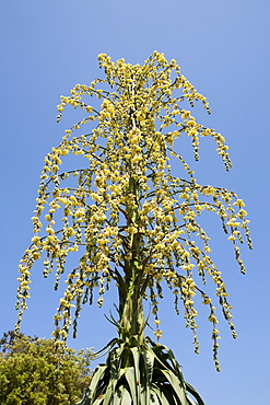 A flowering Bessanaria palm in the grounds of Penlee house in Penzance, Cornwall, England, United Kingdom, Europe