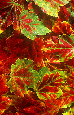 Leaves in Autumn