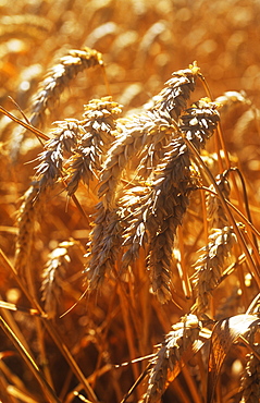 Wheat in late summer ready for harvesting, United Kingdom, Europe