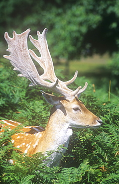 A Fallow Deer stag with its antlers still in velvet, in Bradgate Park, Leicestershirte, England, United Kingdom, Europe