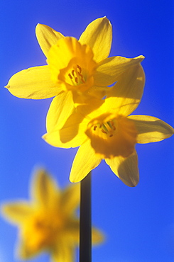 Daffodil flowers