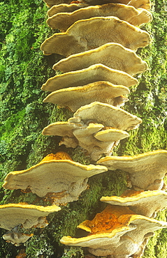 Fungi growing on a tree trunk