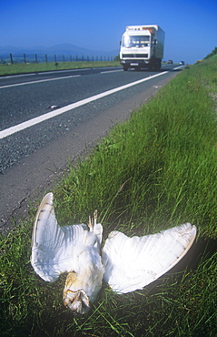 Barn owl killed by traffic on the side of the A66 near Keswick, Cumbria, England, United Kingdom, Europe