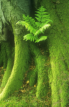 A fern growing in the base of a tree trunk, Lake District, Cumbria, England, United Kingdom, Europe