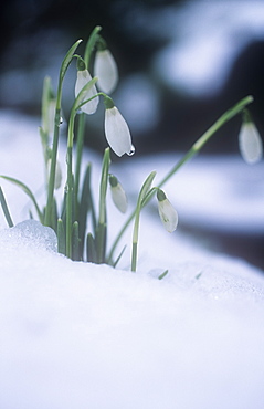 Snow drops pushing up through snow in late winter, early spring