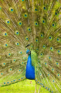 A male peacock displaying to a female, Cornwall, England, United Kingdom, Europe